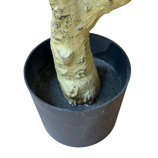 Calabria Large Olive Tree