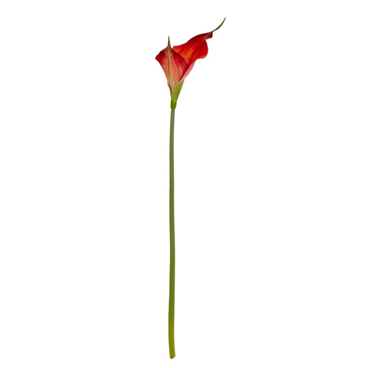 Fireball Calla Lily