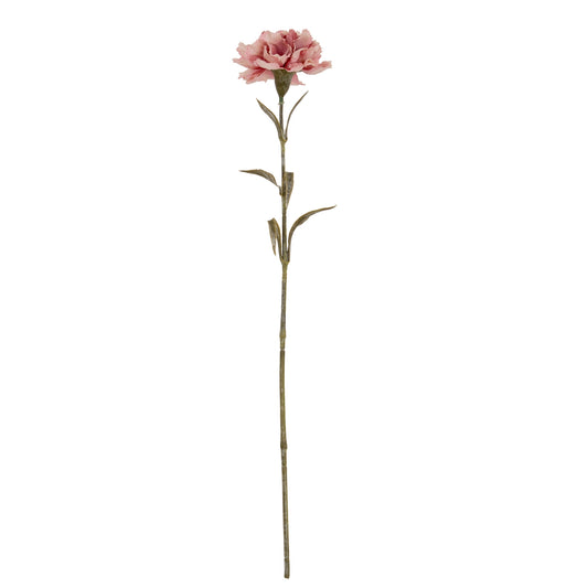 Pink Carnation Stem