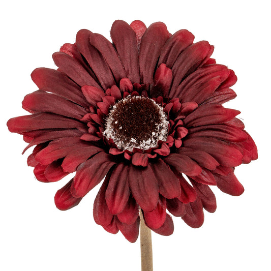 Burgundy Gerbera Stem