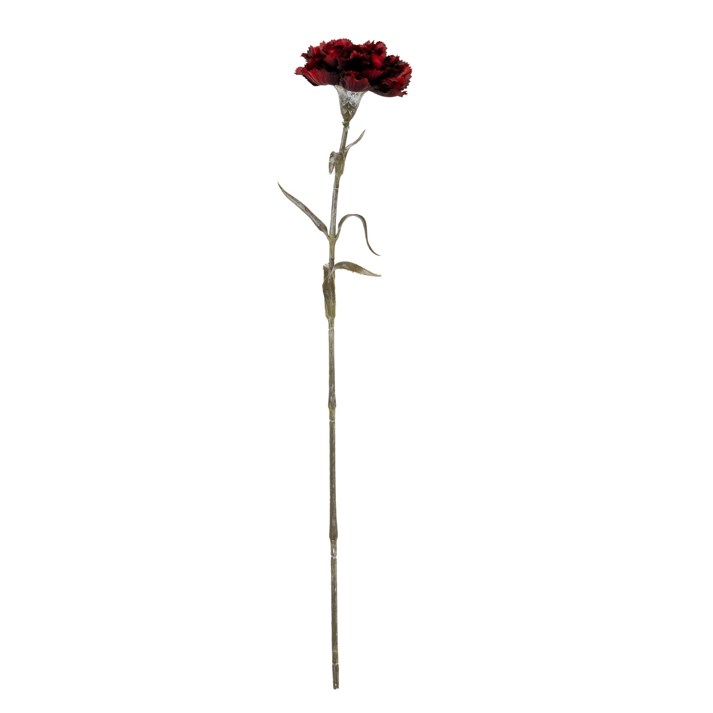 Burgundy Carnation Stem