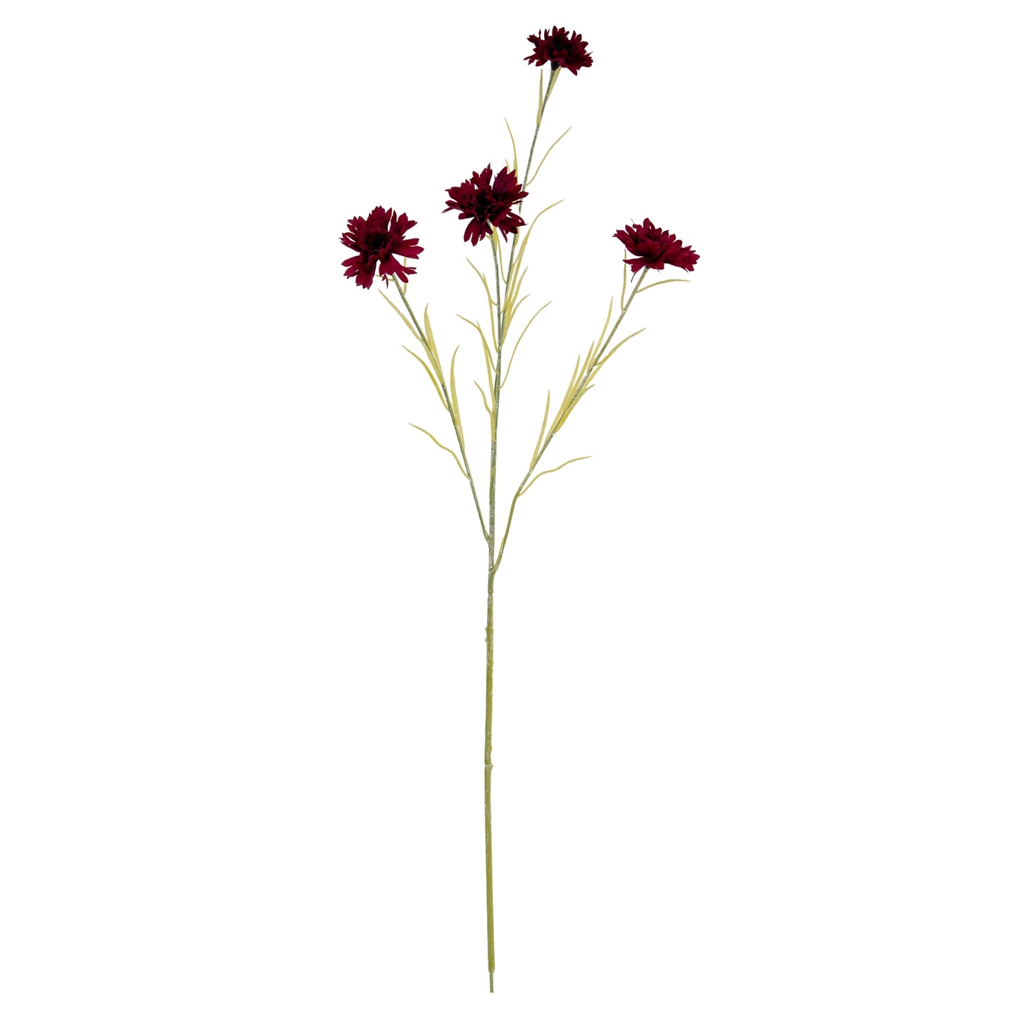 Burgundy Cornflower Stem