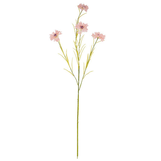 Pink Cornflower Stem